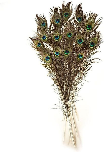 ROSEMARIE SCHULZ Heidelberg Bastelnaturmaterial 15 Pfauenfedern ca. 70 cm l günstig online kaufen