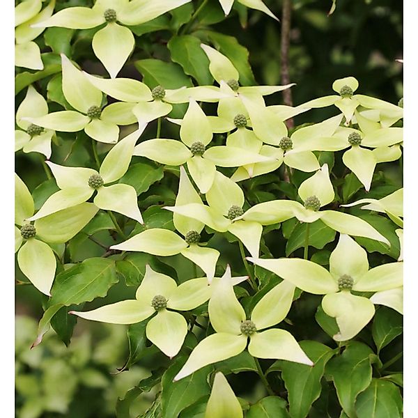 Japanischer Blumen Hartriegel Schmetterling 125-150cm - Cornus kousa günstig online kaufen