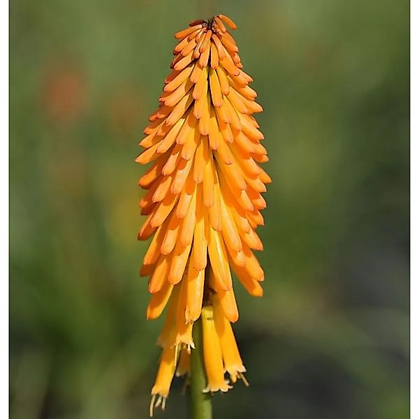 Fackellilie Mango Popsicle - Kniphofia uvaria günstig online kaufen