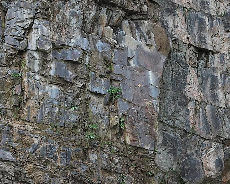 Fototapete "Felsenpflanzen" 4,00x2,50 m / Glattvlies Perlmutt günstig online kaufen