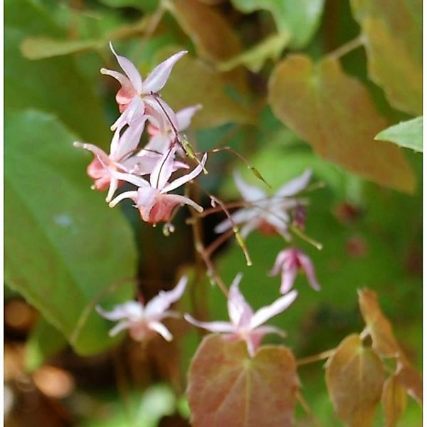 Elfenblume Pink Elf - Epimedium cultorum günstig online kaufen