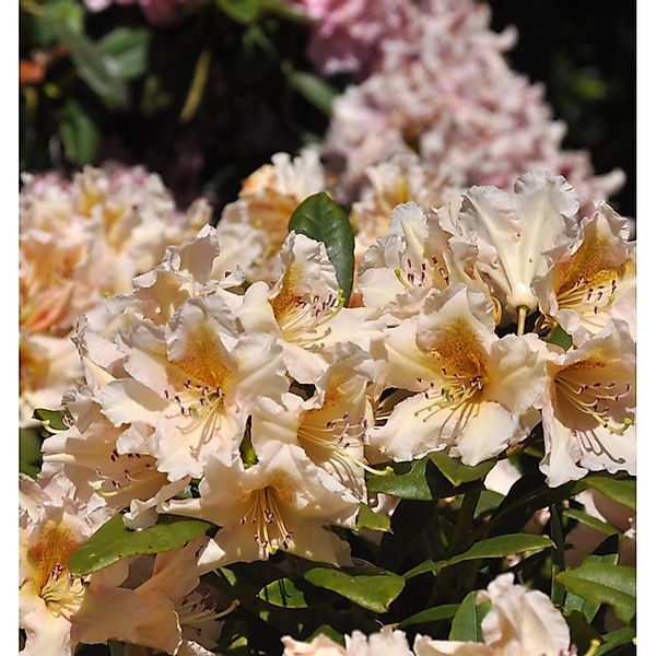 INKARHO - Großblumige Rhododendron Gloria 30-40cm - Alpenrose günstig online kaufen