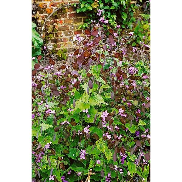 Lunaria Rediviva Mondviole Ca. 11x11 cm Topf günstig online kaufen