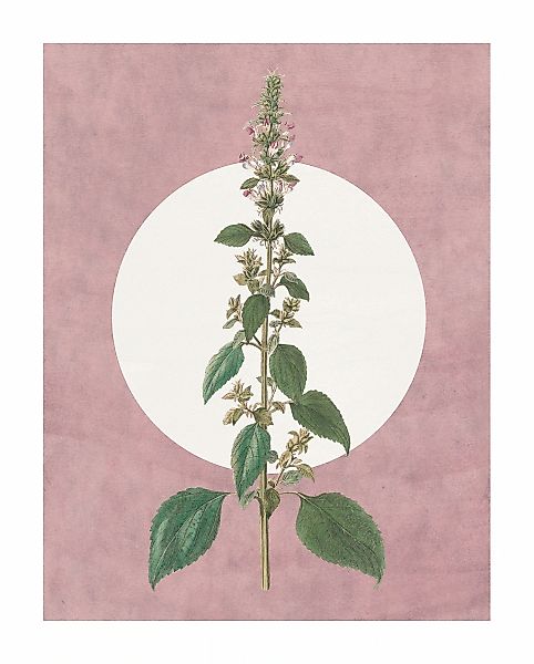 Komar Bild "Menthe en Croissance" Natur 1 Stk. tlg. Wandbild zur Dekoration günstig online kaufen