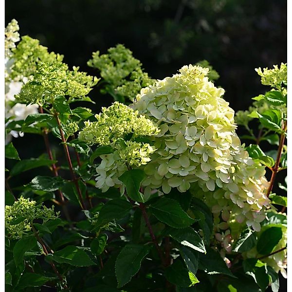 Rispenhortensie Little Blossom 60-80cm - Hydrangea paniculata günstig online kaufen