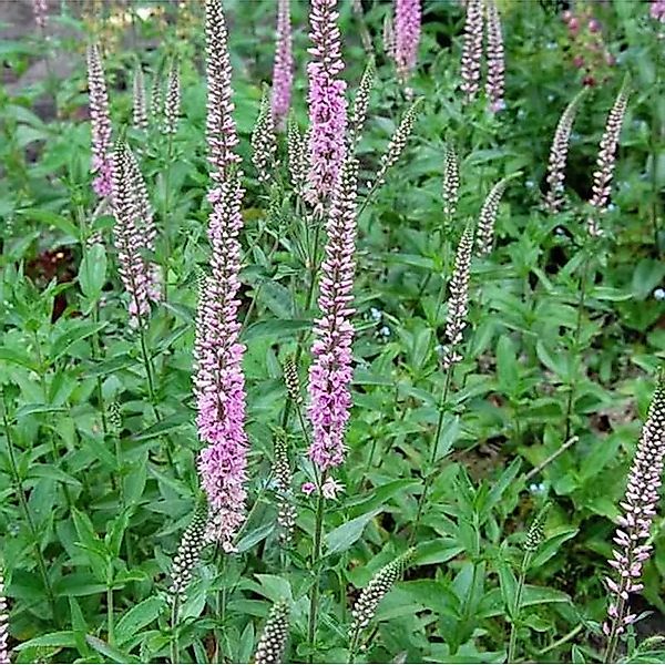 Hoher Wiesenehrenpreis Pink Damask - Veronica,ongifolia günstig online kaufen