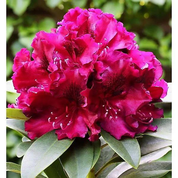 Großblumige Rhododendron Midnight Beauty 40-50cm - Alpenrose günstig online kaufen