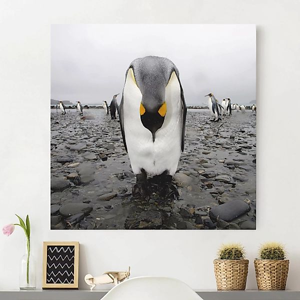 Leinwandbild Tiere - Quadrat Pinguin günstig online kaufen