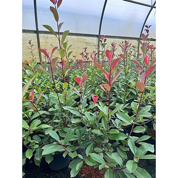 Photinia Fraseri Red Robin Glanzmispel Rot 2 Liter Container günstig online kaufen