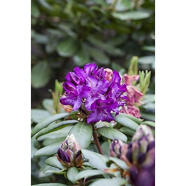Rhododendron Tonika Immergrün Rosa Blüten 40–50 cm günstig online kaufen