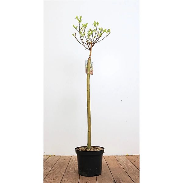 Salix Gracilistyla Mount Aso Weidenkätzchen Rosa Blüten 60 cm Stammhöhe günstig online kaufen