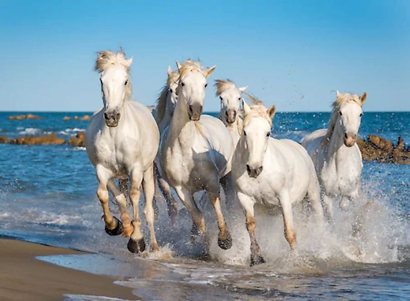 Papermoon Fototapete »Camargue Horses« günstig online kaufen