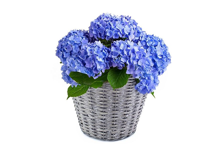 matches21 HOME & HOBBY Blumentopf Weidekorb Pflanzgefäß rund foliert grau g günstig online kaufen