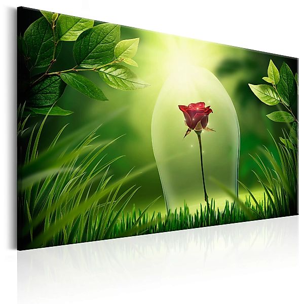 Wandbild - Magical Rose günstig online kaufen