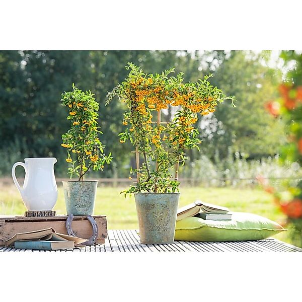 Pyracantha 'Saphyr Jaune' -R- 60-80 cm günstig online kaufen