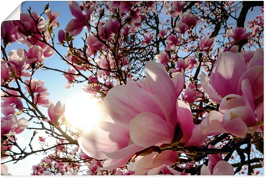 Artland Wandbild »Magnolienbaum im Sonnenschein«, Baumbilder, (1 St.) günstig online kaufen