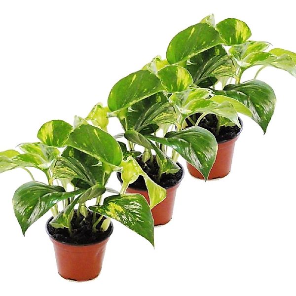 Exotenherz Zimmerpflanze 3er Set Efeutute - Scindapsus - Epipremnum - 12cm günstig online kaufen