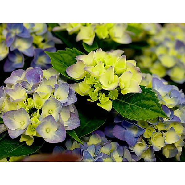 Bauernhortensie Blue Boogiewoogie Blau Höhe ca. 50 - 60 cm Topf ca. 5 l günstig online kaufen