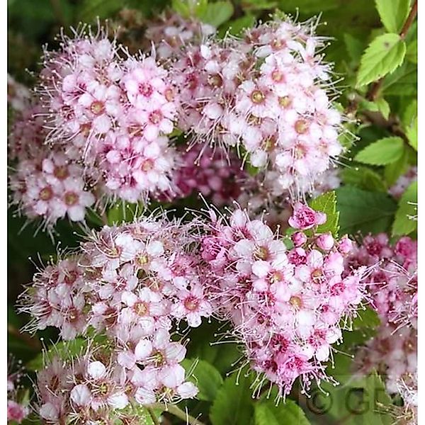 10x Rosa Zwerg Spiere Little Princess 15-20cm - Spiraea japonica günstig online kaufen