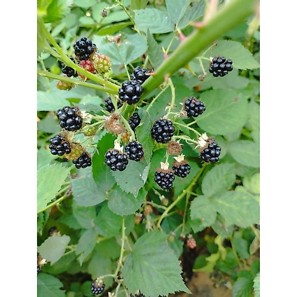 Brombeere Theodor Reimers 60 - 80 cm Rubus fruticosus agg. günstig online kaufen