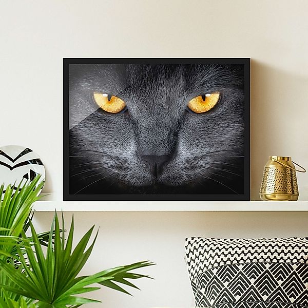 Bild mit Rahmen - Querformat Cats Gaze günstig online kaufen