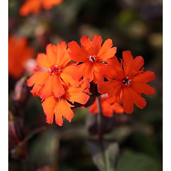 Garten Lichtnelke Molten Lava - Lychnis haageana günstig online kaufen