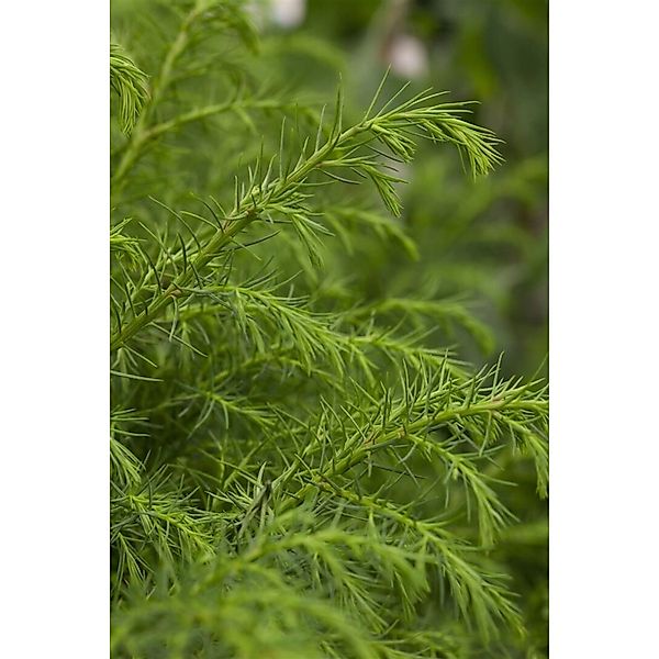 Cryptomeria Japonica Elegans Viridis Japanische Sicheltanne 20–30 cm günstig online kaufen