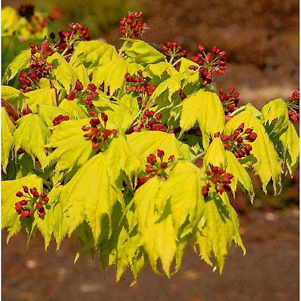 Japanischer Goldahorn 50-60cm - Acer shirasawanum Aureum günstig online kaufen