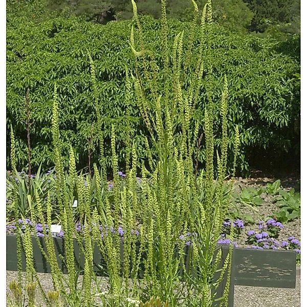 Gelber Wau - Reseda,utea günstig online kaufen