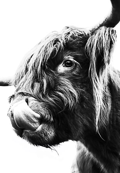 Poster Animal Highland Cattle günstig online kaufen