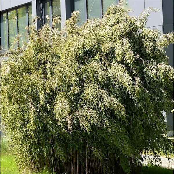 Hecken-Bambus Wolong 100-125cm - Fargesia robusta günstig online kaufen