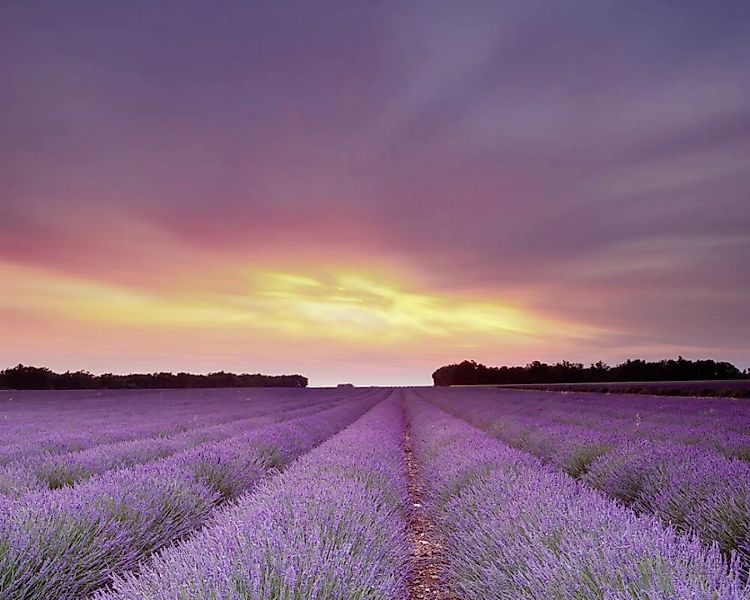 Fototapete "Lavendel Sonne" 4,00x2,50 m / Glattvlies Perlmutt günstig online kaufen
