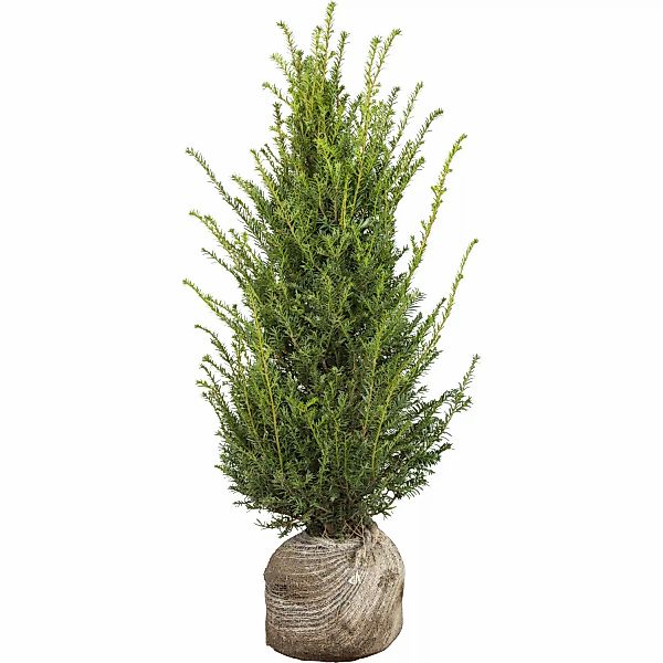 Eibe Set à 70 Stück Höhe ca. 80 - 100 cm Ballenware Taxus baccata günstig online kaufen