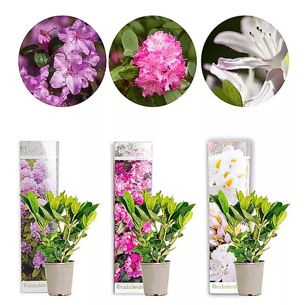 Casa Caron | 3-teiliger Rhododendron-Mix günstig online kaufen