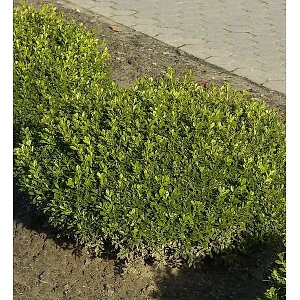 Buchsbaum Herrenhausen 10-15cm - Buxus sempervirens günstig online kaufen