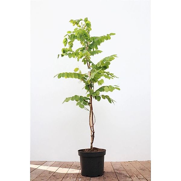 Robinia Hispida Macrophylla Rosa Blüten 60–100 cm günstig online kaufen