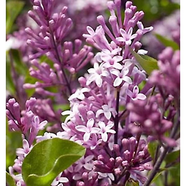 Hochstamm Zwergflieder Meyers Palibin 100-125cm - Syringa meyeri günstig online kaufen