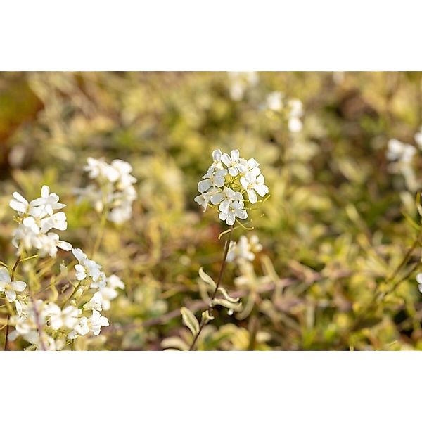 Arabis Ferdinandii-Coburgii Old Gold Gänsekresse Ca. 9x9 cm Topf günstig online kaufen