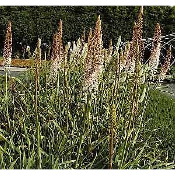 Steppenkerze Ruiters - Eremurus isabellinus günstig online kaufen