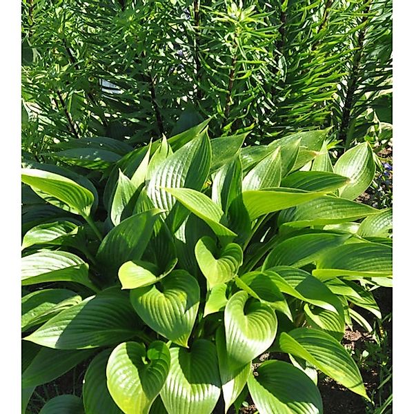 Graublattfunkie Devon Green - Hosta tardiana günstig online kaufen