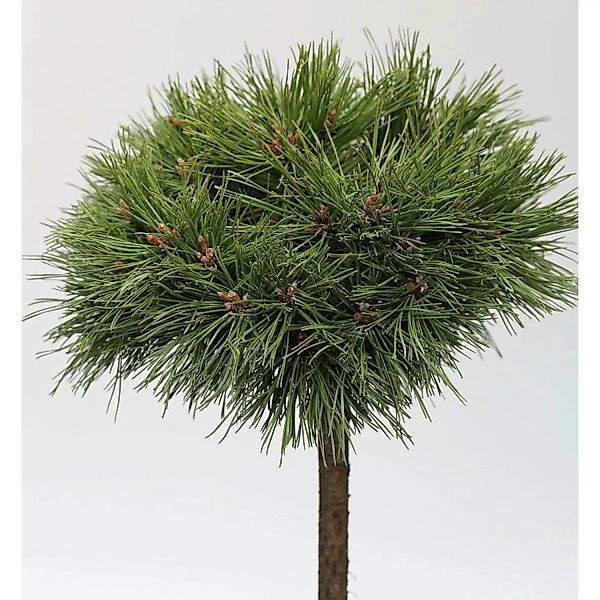 Hochstamm Kompakte Kugelkiefer Varella 40-60cm - Pinus mugo Varella günstig online kaufen