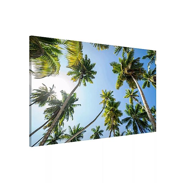 Magnettafel Palmen Himmel günstig online kaufen