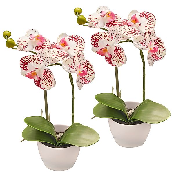 Kunstorchidee Orchidee Phalaenopsis, Creativ green, Höhe günstig online kaufen