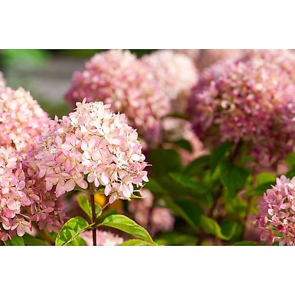 Hydrangea Arborescens Schneeballhortensie Candybelle Marshmallow 60-80 cm günstig online kaufen
