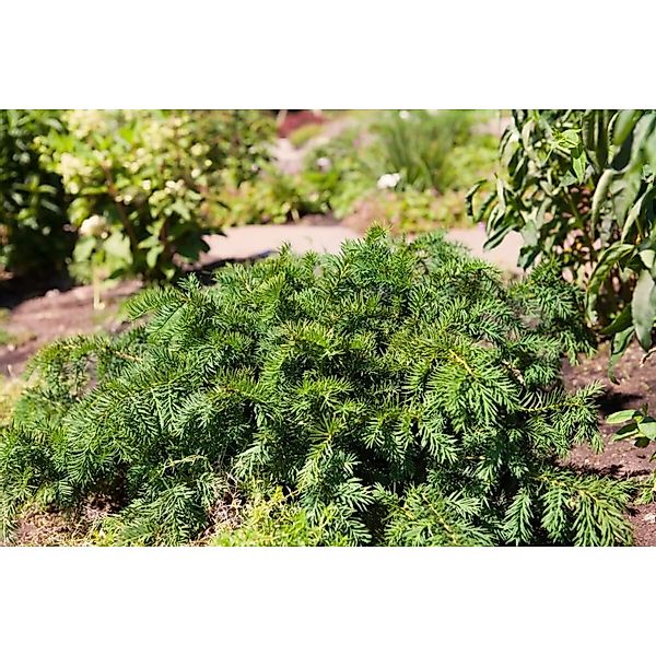 Taxus Baccata Repandens Eibe Immergrün 20–25 cm günstig online kaufen