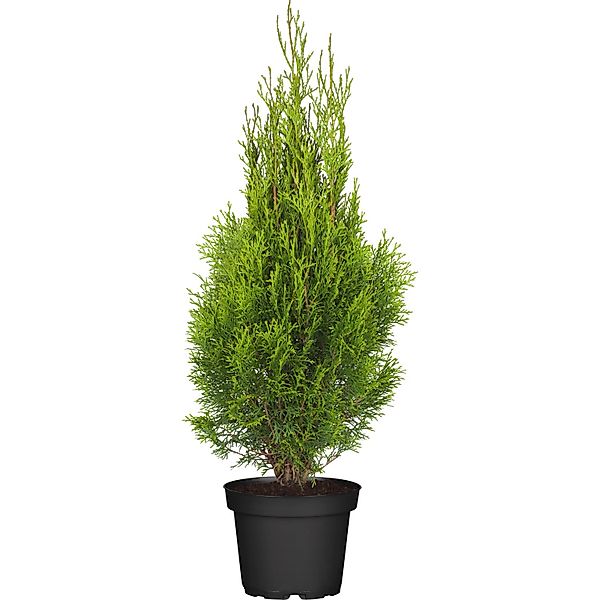 GROW by OBI Lebensbaum Smaragd Höhe ca. 50 - 60 cm Topf ca. 3 l günstig online kaufen