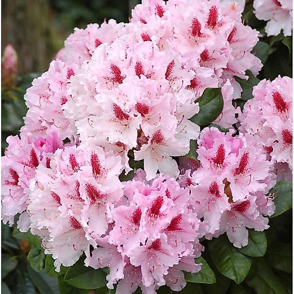 INKARHO - Großblumige Rhododendron Frühlingsbeginn 25-30cm - Alpenrose günstig online kaufen