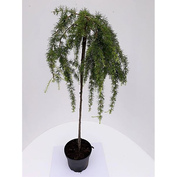 Pflanzen-Boering Larix Stiff Weeper Hängelärche-Stämmchen Gesamthöhe 150-16 günstig online kaufen