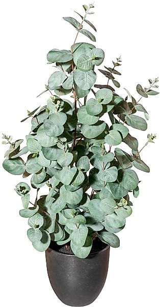 Creativ green Künstliche Zimmerpflanze "Eukalyptus" günstig online kaufen