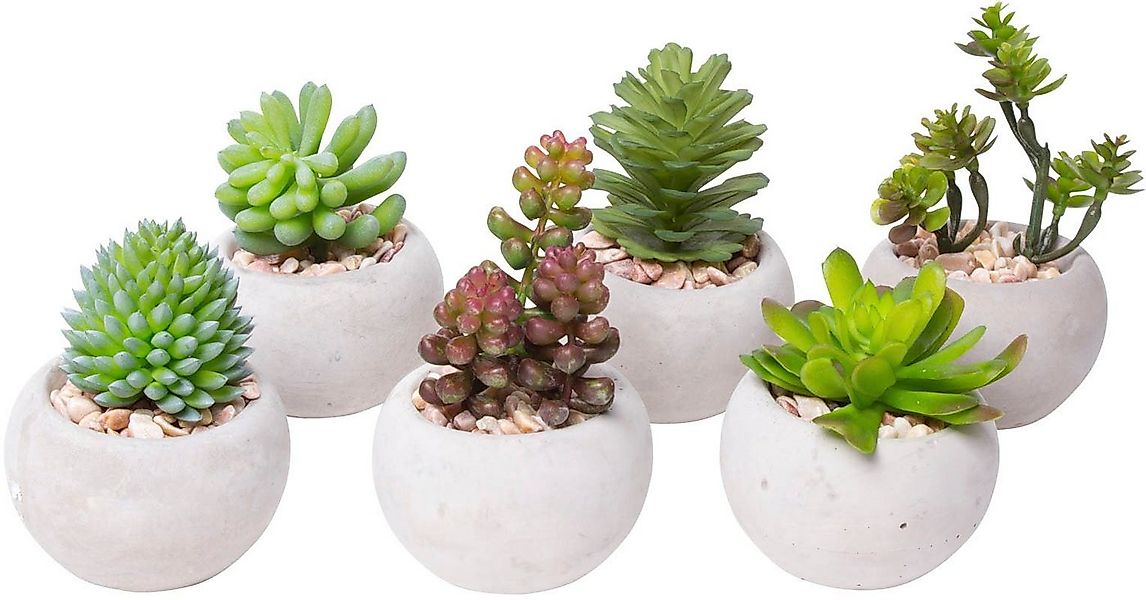 Kunstkaktus Sukkulenten Sukkulente, Botanic-Haus, Höhe 10 cm günstig online kaufen